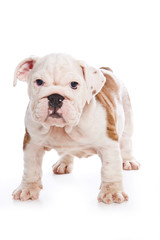 Obraz premium Cute english bulldog puppy (isolated on white)