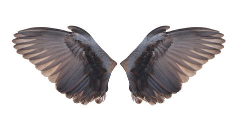 Pinion on the sprawling white