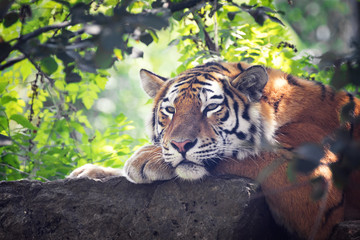 Siberian tiger resting in the undergrowth