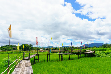 beautiful Rural bamboo bridge across the rice paddy fields with blue sky and fluffy cloud in sunny day at countryside. lampang, northern part of thailand. Bridge name 