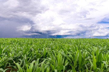 Wind turbines for electricity with blue cloudless sky