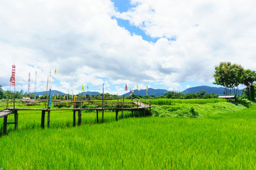 beautiful Rural bamboo bridge across the rice paddy fields with blue sky and fluffy cloud in sunny day at countryside. lampang, northern part of thailand. Bridge name 