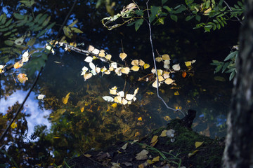 Autumn background - green, yellow, dead leaves on and above water surface with reflection and transparency against blue sky. Selective focus.