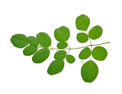 Moringa oleifera leaves isolated on white background