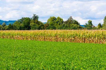 Blick über ein Maisfeld im Spätsommer vor blauem Himmel mit Wolken und Bäumen im Hintergrund.