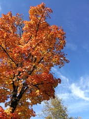 Farbenfroher Baum im Herbst