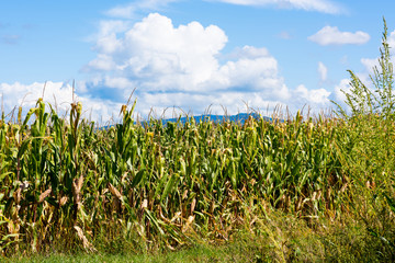 Blick auf ein Maisfeld im Spätsommer vor blauem Himmel mit Wolken im Hintergrund ist der Breisgau...
