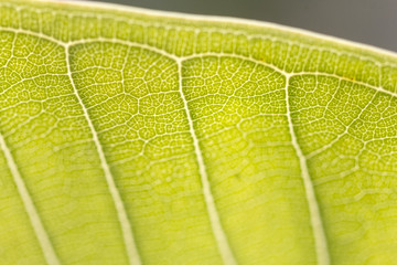 Leaf macro