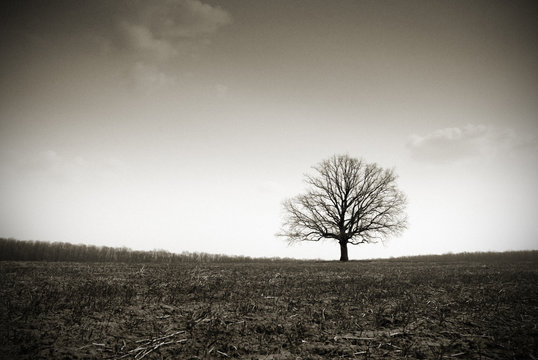 Lonely Bare Oak In A Field In A Fog