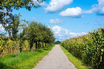 Landschaft mit einem Weg inmitten von Maisfeldern und Obstbäumen vor blauem Himmel mit Wolken im Spätsommer.