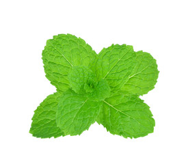 mint leaf on white background