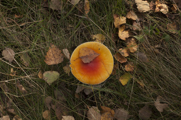 Fly Agaric Mushroom in Forest Grass