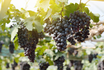 Fototapeta Vine of grapes under the sun obraz