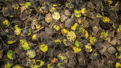 Texture di foglie secche d'autunno