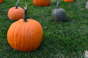 Pumpkins at Grandma's