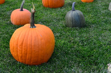 Pumpkins at Grandma's