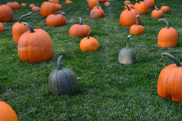 Pumpkins at Grandma's