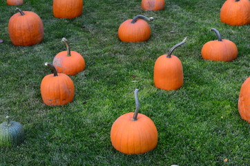 Pumpkins at Grandma's