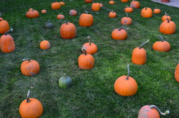 Pumpkins at Grandma's