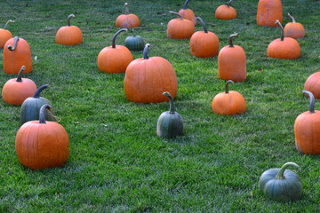 Pumpkins at Grandma's