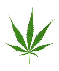 Cannabis leaves on white backgroun