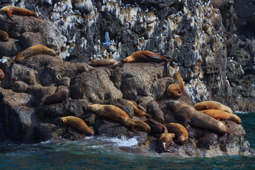 Fototapeta premium Sea Lions rest on rocky shore Kenai Alaska