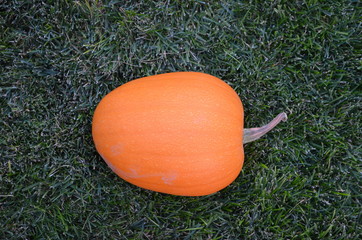 Pumpkins at Grandma's