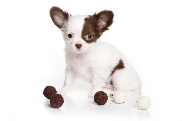 Puppy Chihuahua Dog and Candy Chocolate (isolated on white)