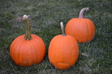 Pumpkins at Grandma's