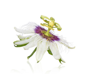 passion flower isolated on white background