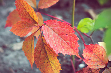  Autumn red leaves (Virginia creeper leaf). Close-up view of leaf in the park
