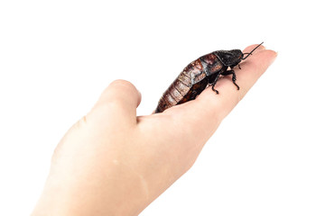 Hissing Madagascar Cockroach in a Childs Hand