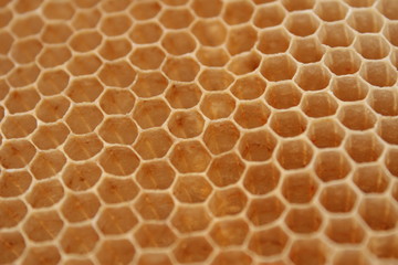 honeycomb closeup macro background