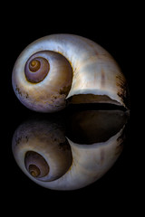 Seashell Reflections 2