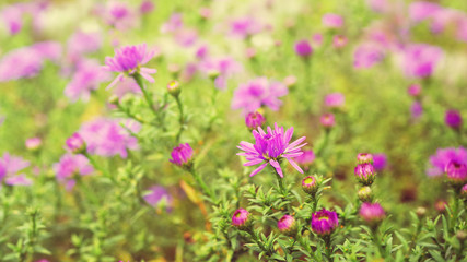 Autumn pink flowers. Soft focus.