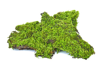 Obraz premium Green moss on white background