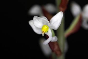 Flower of the orchid Ludisia discolor