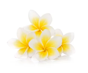 Fotobehang frangipanibloem die op witte achtergrond wordt geïsoleerd © Kanlaya