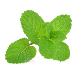 mint leaf on white background