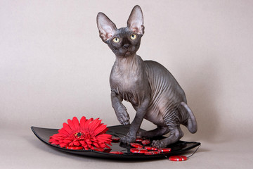 Bald kitten sphinx and red gerbera on a gray background