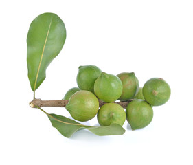Macadamia nut isolated on white background.