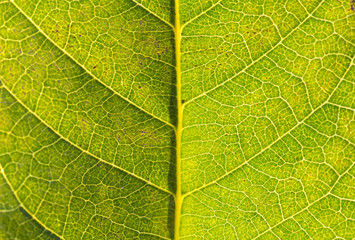 back-lit leaf