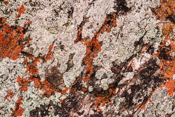 Old stone wall with colorful moss. texture background