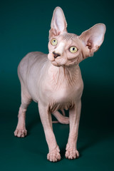 Bald Sphynx kitten on a green background