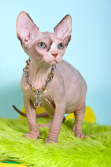 Bald kitten sphinx on a green cushion on a blue background