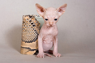 Bald kitten sphinx on a gray background