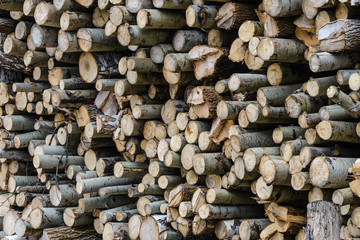 Large quantity of wood pine logs with bark