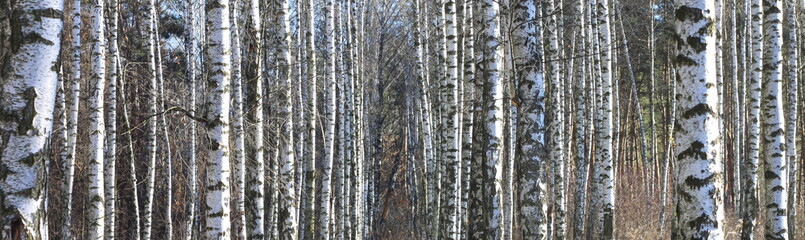 Fototapeta na wymiar Trunks of birch trees, birch forest in spring, panorama with birches