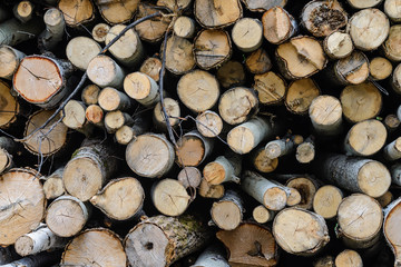 Large quantity of wood pine logs with bark