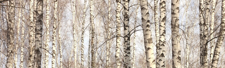 Trunks of birch trees, birch forest in spring, panorama with birches